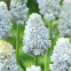 Modřenec Nature's Beauty – Muscari neglectum – cibule – pěstování