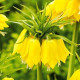 Řebčík Early Passion – Fritillaria imperialis – cibule – pěstování