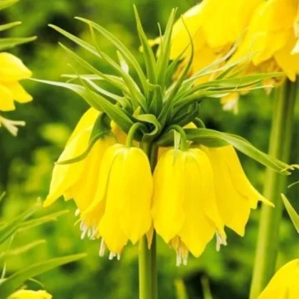 Řebčík Early Passion – Fritillaria imperialis – cibule – pěstování