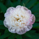 Pivoňka lékařská Alba Plena – Paeonia officinalis – pivoňky – prodej