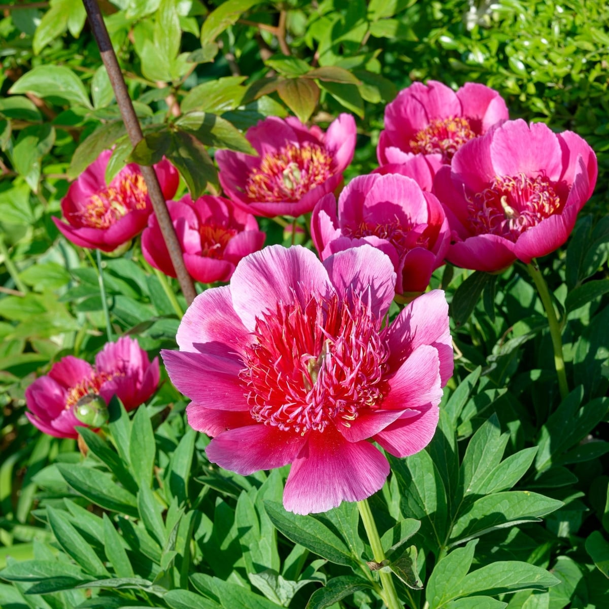 Pivoňka lékařská Anemoniflora – Paeonia officinalis – pivoňky – prodej