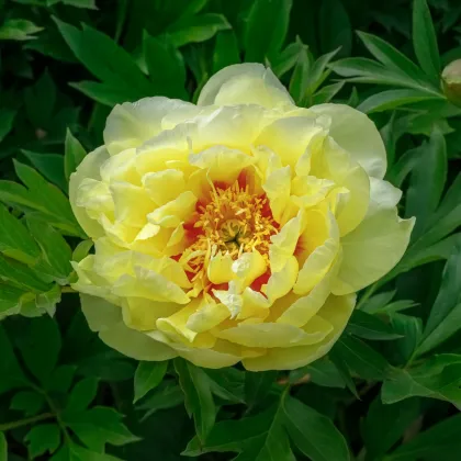 Pivoňka Bartzella – Paeonia – pivoňky – prodej