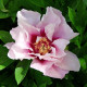 Pivoňka Cora Louise – Paeonia – pivoňky – prodej