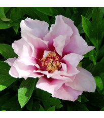 Pivoňka Cora Louise – Paeonia – pivoňky – prodej