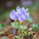 Krokus Pulchellus – Crocus – cibule krokusu