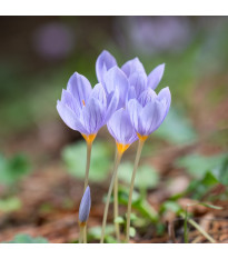 Krokus Pulchellus – Crocus – cibule krokusu