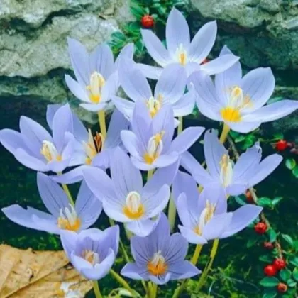 Krokus Pulchellus – Crocus – cibule krokusu