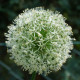 Česnek Ping Pong – Allium – česneky – cibule – pěstování