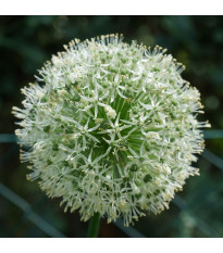 Česnek Ping Pong – Allium – česneky – cibule – pěstování