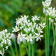 Pažitka česneková – Allium tuberosum – česneky – cibule – pěstování
