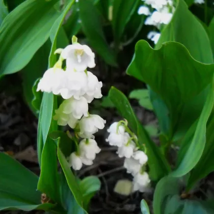 Konvalinka vonná Bordeaux – Convallaria majalis – pěstování