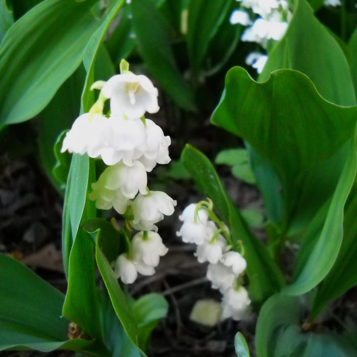 Konvalinka vonná Bordeaux – Convallaria majalis – pěstování