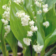 Konvalinka vonná vícekvětá Prolificans – Convallaria – pěstování