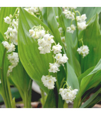 Konvalinka vonná vícekvětá Prolificans – Convallaria – pěstování