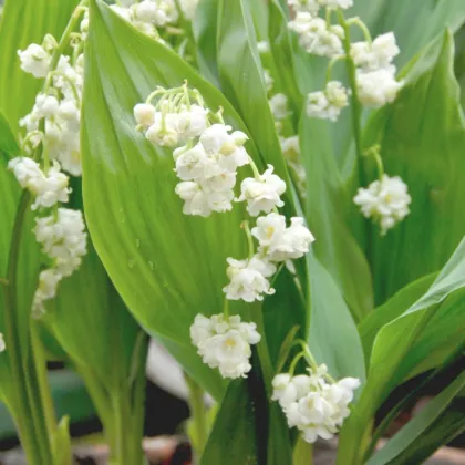 Konvalinka vonná vícekvětá Prolificans – Convallaria – pěstování