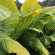 Semínka tabáku - Nicotiana tabacum - Tabák Kentucky - prodej semen - 20 ks