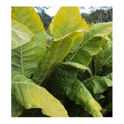 Semínka tabáku - Nicotiana tabacum - Tabák Kentucky - prodej semen - 20 ks