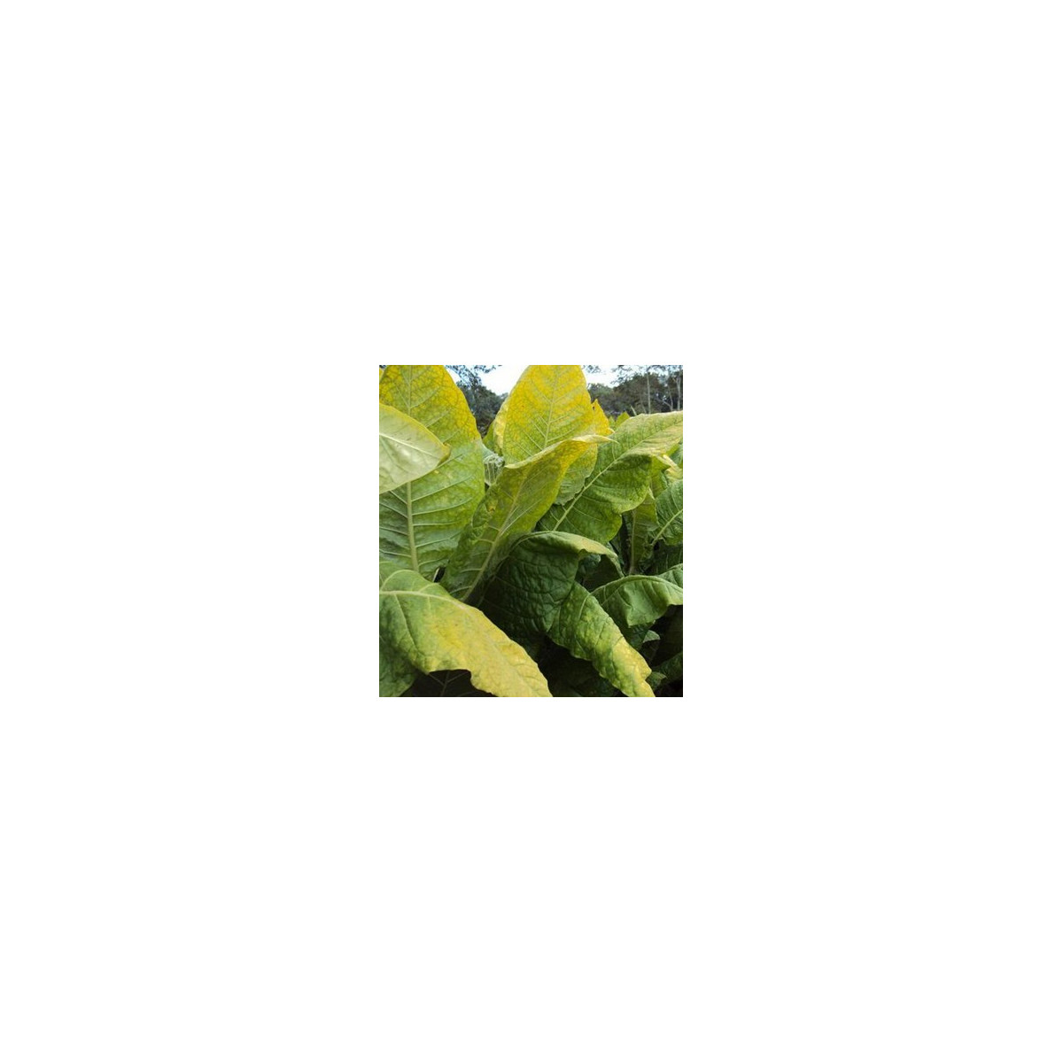 Semínka tabáku - Nicotiana tabacum - Tabák Kentucky - prodej semen - 20 ks