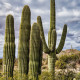 Kaktus svícnovitý - Saguaro - Carnegiea gigantea - prodej semen - 5 ks