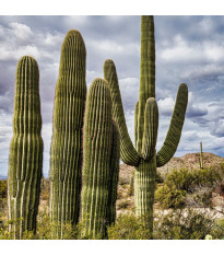 Kaktus svícnovitý - Saguaro - Carnegiea gigantea - prodej semen - 5 ks