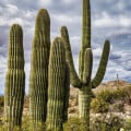 Kaktus svícnovitý - Saguaro - Carnegiea gigantea - prodej semen - 5 ks