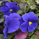 Violka Carneval F1 Azure - Viola x wittrockiana - prodej semen - 20 ks
