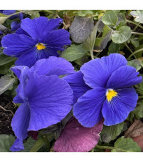 Violka Carneval F1 Azure - Viola x wittrockiana - prodej semen - 20 ks