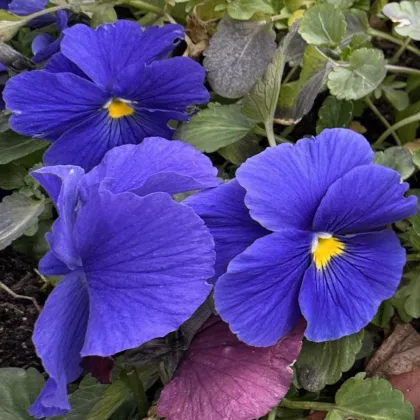 Violka Carneval F1 Azure - Viola x wittrockiana - prodej semen - 20 ks