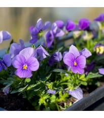 Violka Twix F1 Lavender Shades - Viola cornuta - prodej semen - 20 ks