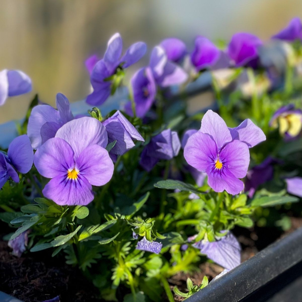 Violka Twix F1 Lavender Shades - Viola cornuta - prodej semen - 20 ks