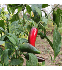BIO Chilli Jalapeno Ruben - Capsicum annuum - prodej bio semen - 6 ks