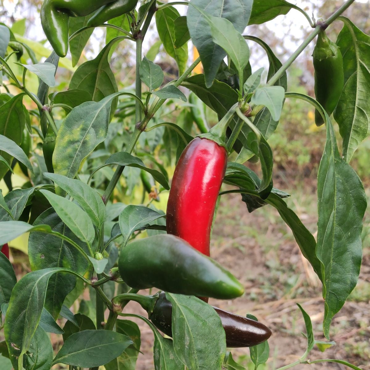BIO Chilli Jalapeno Ruben - Capsicum annuum - prodej bio semen - 6 ks
