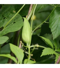 Ačokča - Cyclanthera pedata - prodej semen - 6 ks