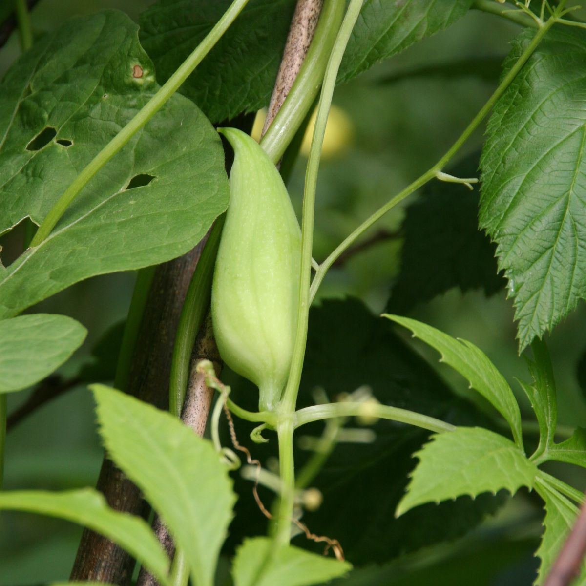 Ačokča - Cyclanthera pedata - prodej semen - 6 ks
