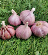 Sadbový česnek Skalka - Allium sativum - paličák - prodej česneku - 1 balení