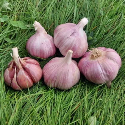Sadbový česnek Skalka - Allium sativum - paličák - prodej česneku - 1 balení