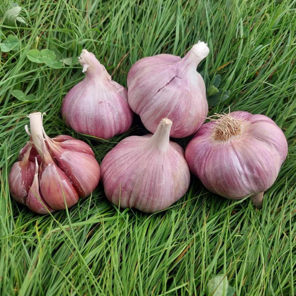 Sadbový česnek Skalka - Allium sativum - paličák - prodej česneku - 1 balení