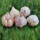 Sadbový česnek Matinka - Allium sativum - nepaličák - prodej česneku - 1 balení