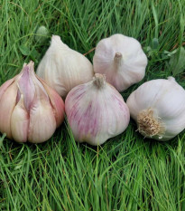 Sadbový česnek Matinka - Allium sativum - nepaličák - prodej česneku - 1 balení