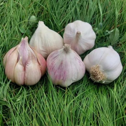 Sadbový česnek Matinka - Allium sativum - nepaličák - prodej česneku - 1 balení