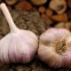 Sadbový česnek Vekan - Allium sativum - paličák - prodej cibulí česneku