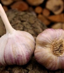 Sadbový česnek Vekan - Allium sativum - paličák - prodej cibulí česneku