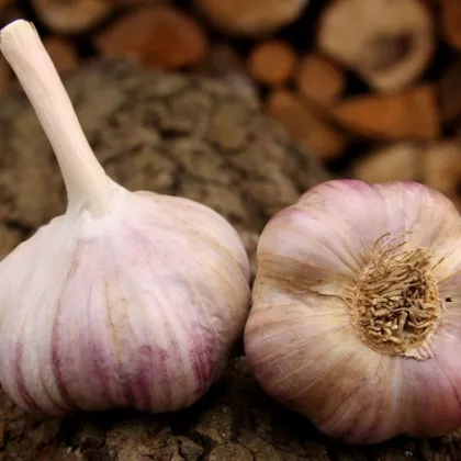 Sadbový česnek Vekan - Allium sativum - paličák - prodej cibulí česneku