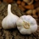 Sadbový česnek Bjetin - Allium sativum - paličák - prodej cibulí česneku - 1 balení