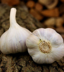 Sadbový česnek Bjetin - Allium sativum - paličák - prodej cibulí česneku - 1 balení
