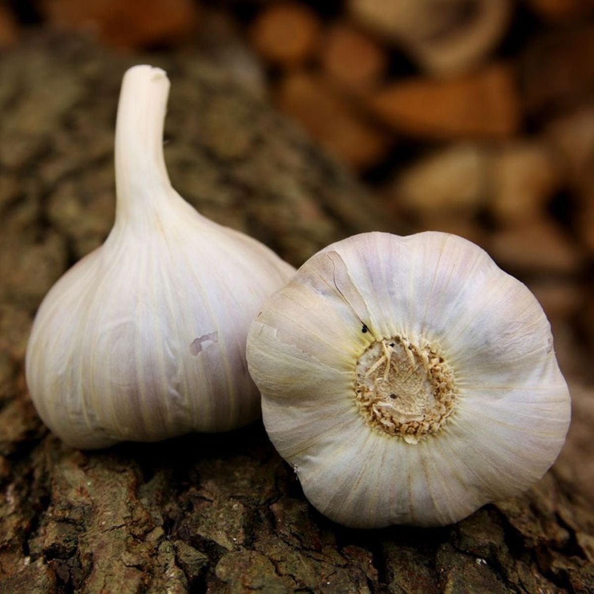 Sadbový česnek Bjetin - Allium sativum - paličák - prodej cibulí česneku - 1 balení