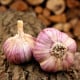 Sadbový česnek Havran - Allium sativum - paličák - 1 balení