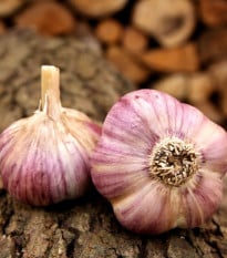 Sadbový česnek Havran - Allium sativum - paličák - 1 balení