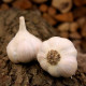 Sadbový česnek Lukan - Allium sativum - nepaličák - prodej cibulí česneku - 1 balení