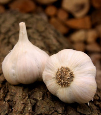 Sadbový česnek Lukan - Allium sativum - nepaličák - prodej cibulí česneku - 1 balení